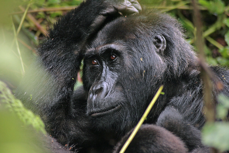 Bwindi Gorilla Trekking Sectors