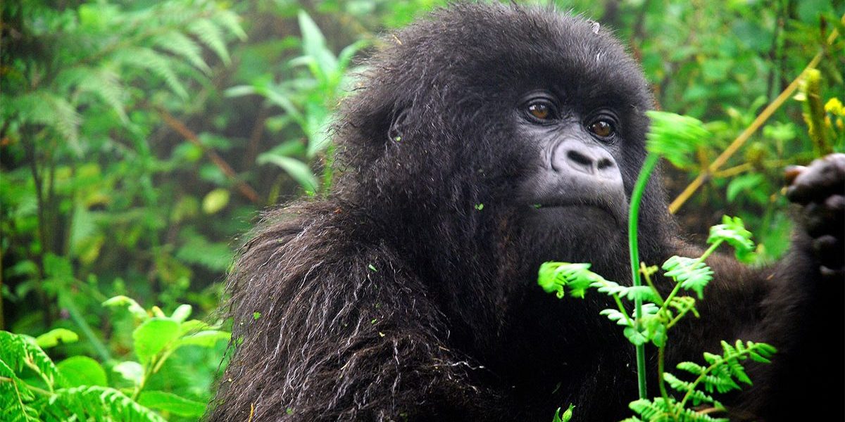 Buhoma Gorilla Trekking Sector Gorilla Trekking In Bwindi