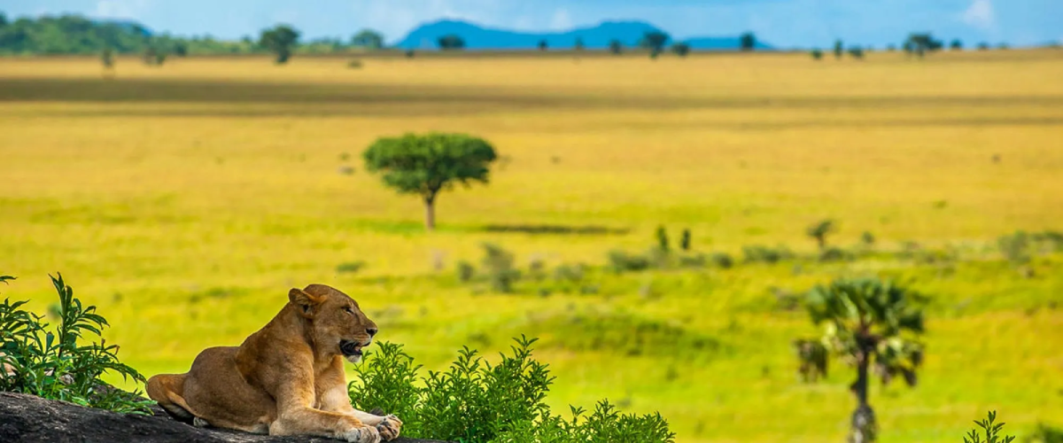 Day Uganda Safari Uganda Safari Uganda Tours