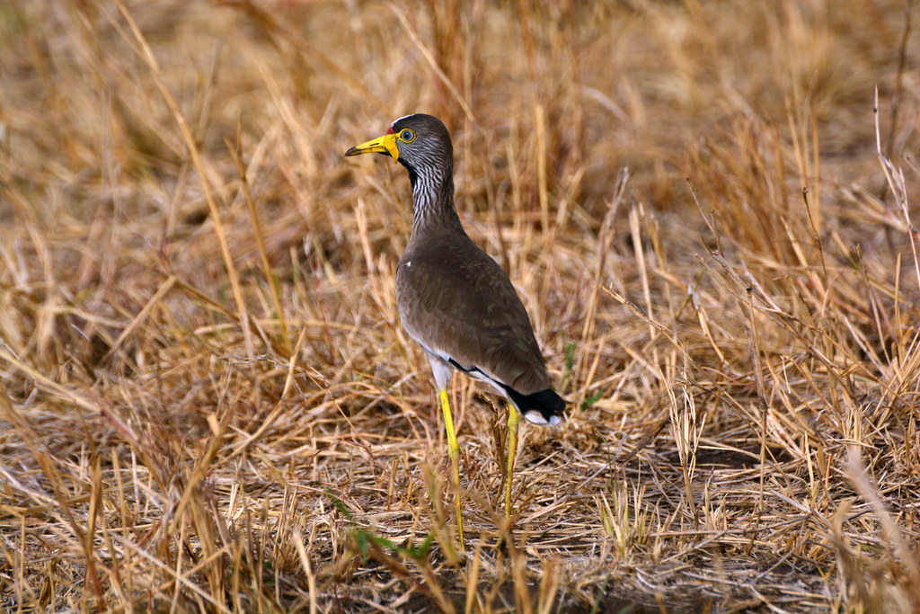 Kidepo Valley National Park | kidepo safaris