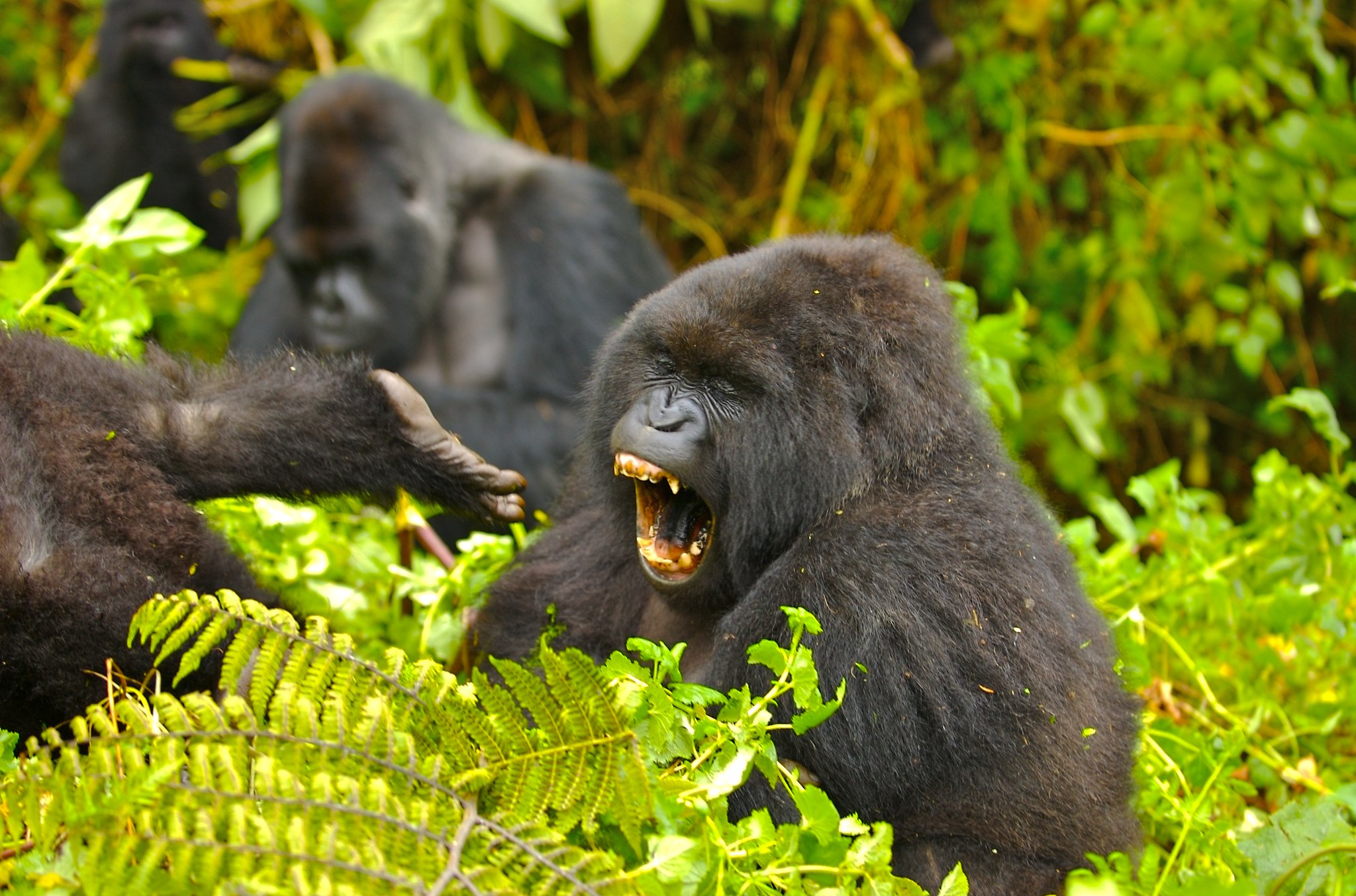 Days Rwanda Gorilla And Wildlife Safari Rwanda Gorilla Wildlife