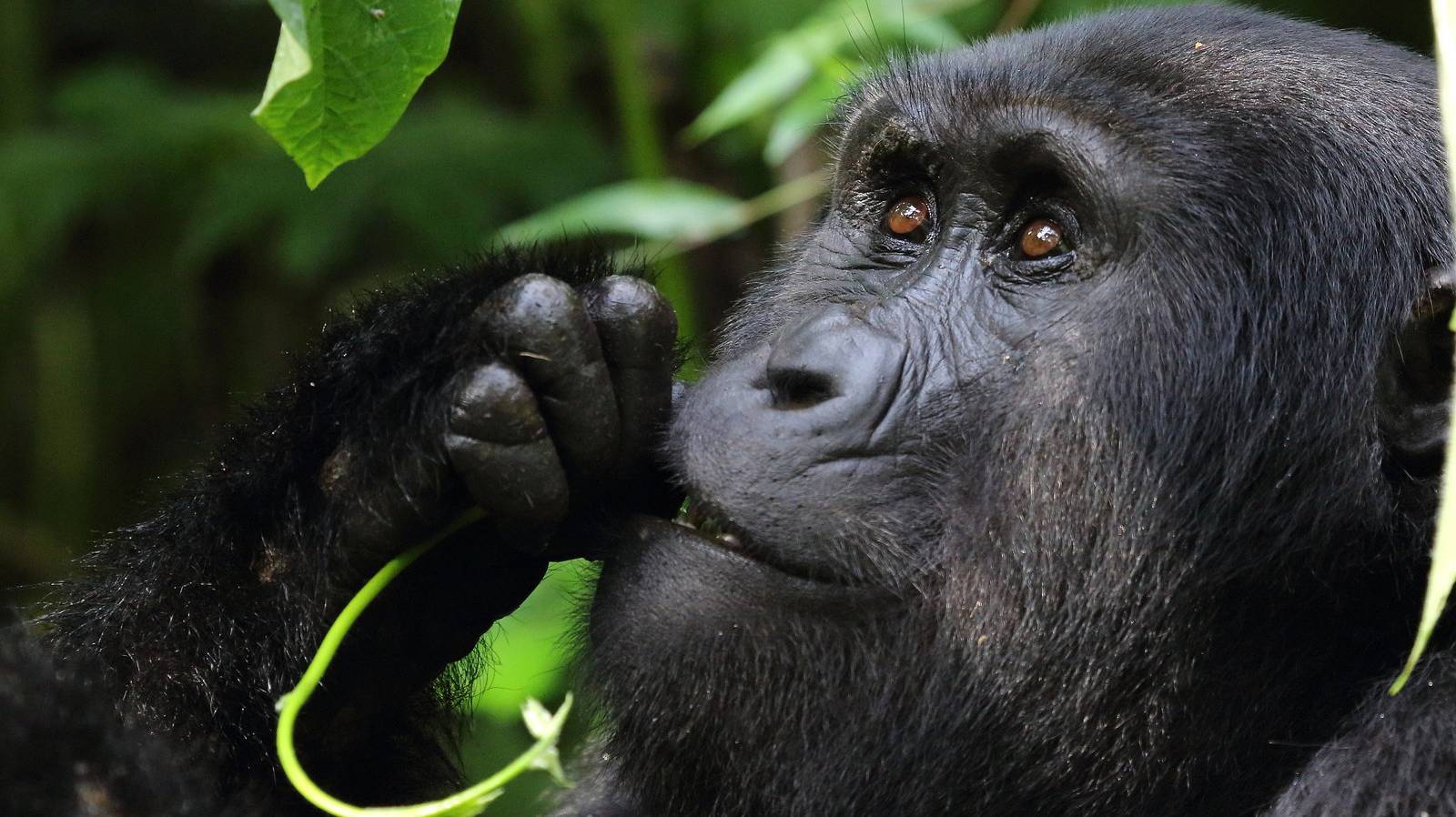 5 Days Uganda gorillas and wildlife safari