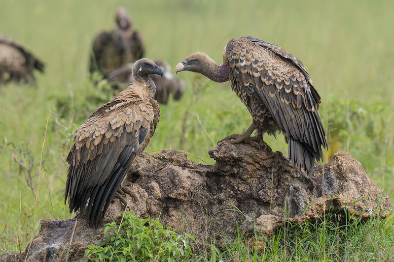 Kidepo Valley National Park | kidepo safaris