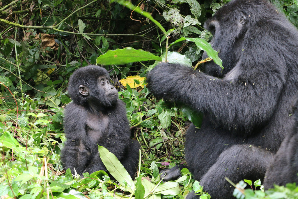 Best time to Visit Bwindi impenetrable national park